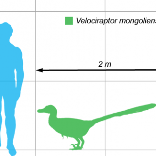 Velociraptors were not as large as is commonly believed